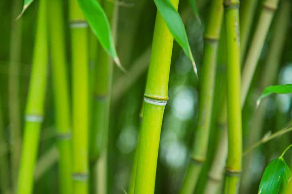 Feng Shui újratöltve A bamboo grove.