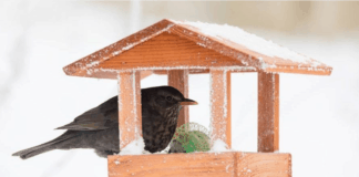 A madarak etetése télen