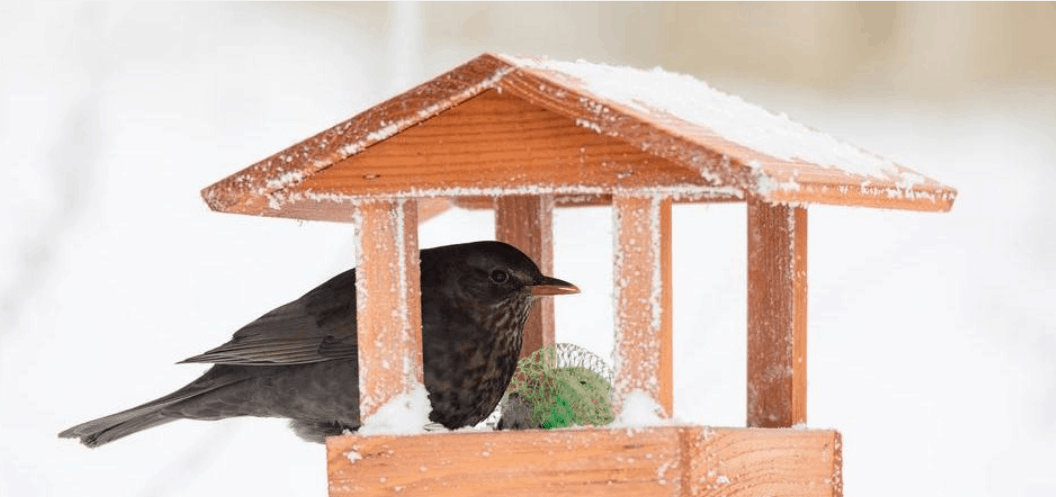 A madarak etetése télen