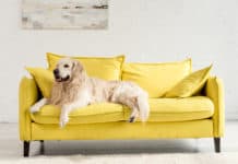 Állatokhoz tervezve Kutya macska bútor