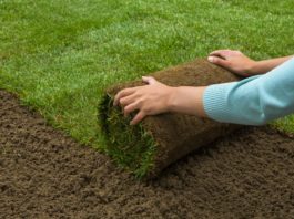 Gyeptelepítés: Szabályok és tanácsok Lawned garden