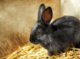 Milyen az ideális nyúlketrec? MILYEN AZ IDEÁLIS NYÚLKETREC?