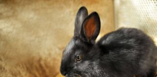 Milyen az ideális nyúlketrec? MILYEN AZ IDEÁLIS NYÚLKETREC?