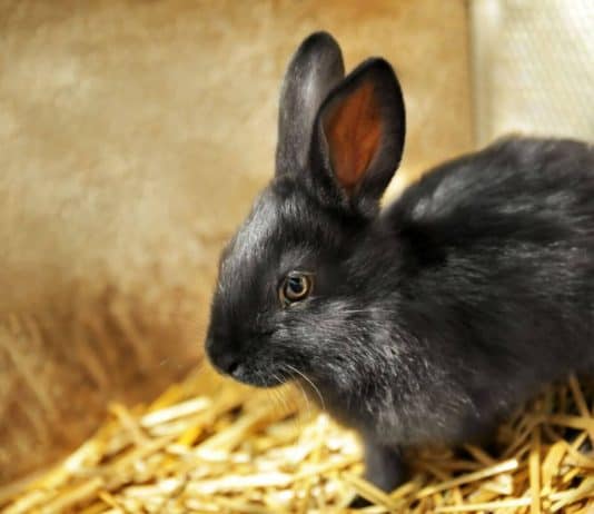 Milyen az ideális nyúlketrec? MILYEN AZ IDEÁLIS NYÚLKETREC?