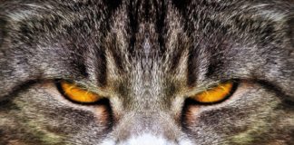 Így óvhatod meg a lakásod és a bőröd épségét a cicád karmaitól cat