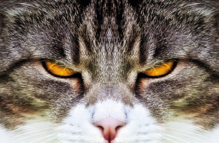 Így óvhatod meg a lakásod és a bőröd épségét a cicád karmaitól cat